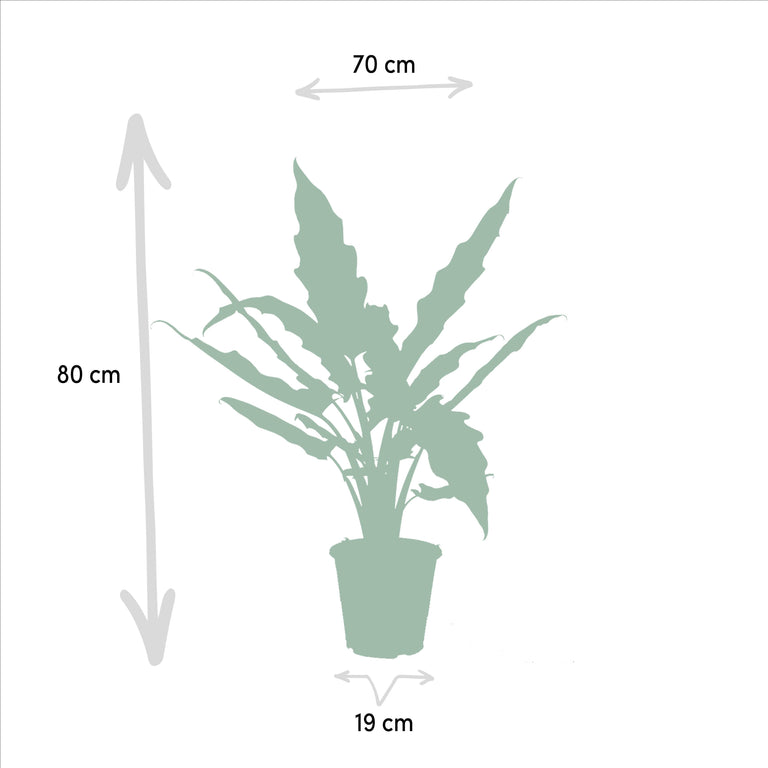 Set van 3 Alocasia's - Low Rider, Macrorrhiza & Lauterbachiana