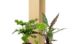 Set van 3 Alocasia's - Low Rider, Macrorrhiza & Lauterbachiana