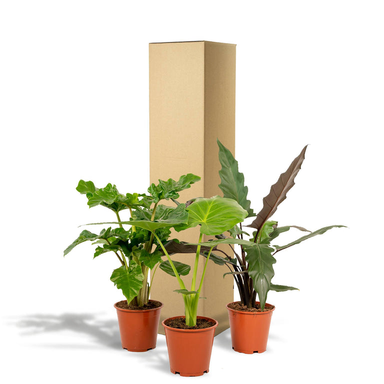 Set van 3 Alocasia's - Low Rider, Macrorrhiza & Lauterbachiana