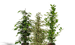 Set van 3 Ficussen Benjamina - Danielle & Twilight