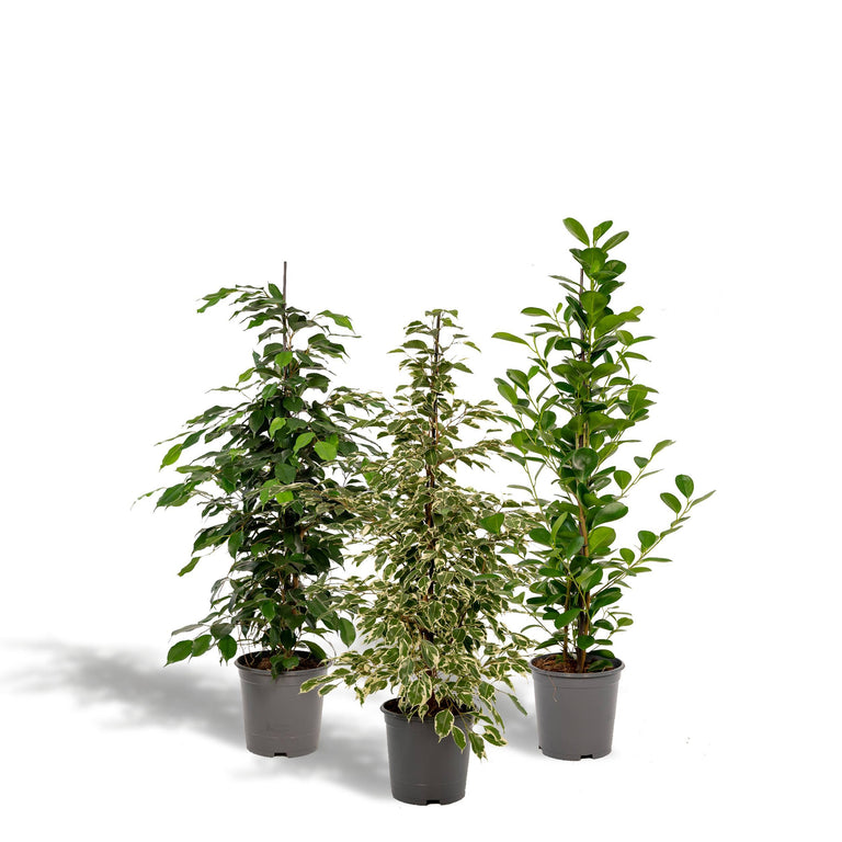 Set van 3 Ficussen Benjamina - Danielle & Twilight