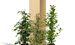 Set van 3 Ficussen Benjamina - Danielle & Twilight