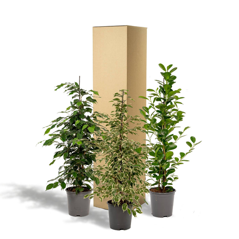 Set van 3 Ficussen Benjamina - Danielle & Twilight
