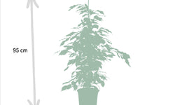 Set van 3 Ficussen Benjamina - Danielle & Twilight