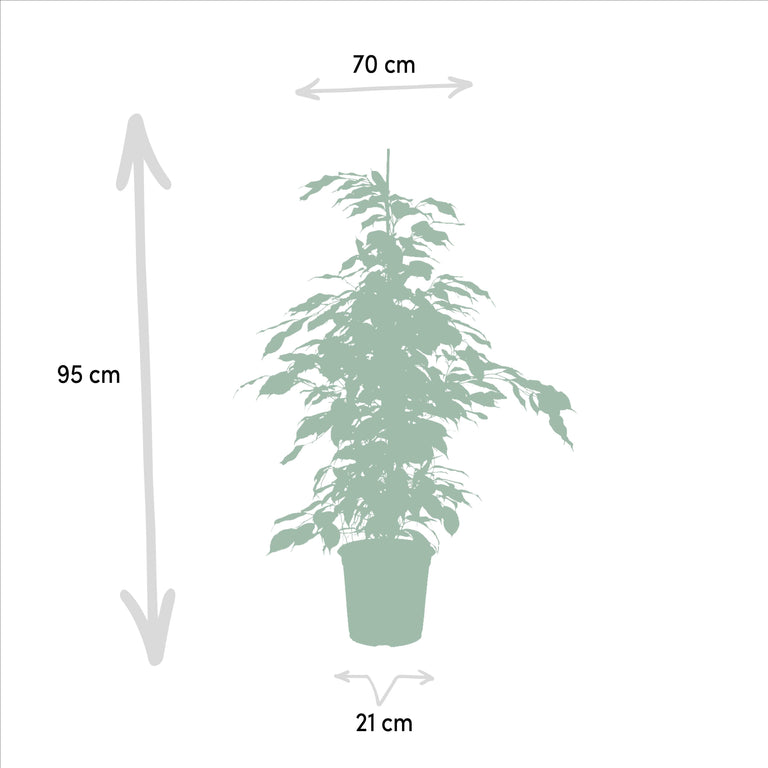 Set van 3 Ficussen Benjamina - Danielle & Twilight