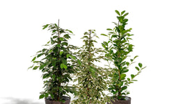 Set van 3 Ficussen in mand - Danielle, Twilight & Microcarpa