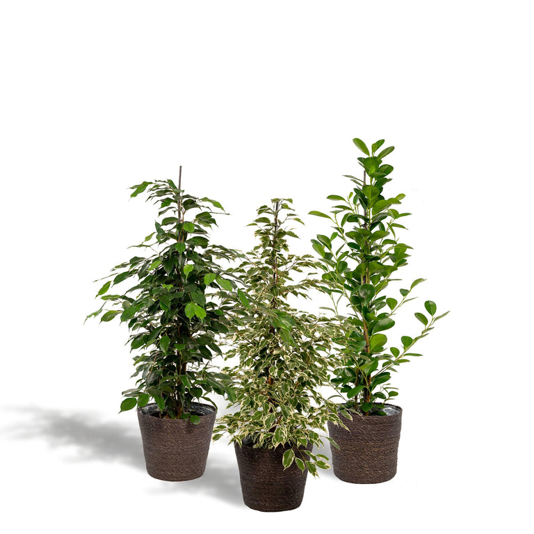 Set van 3 Ficussen in mand - Danielle, Twilight & Microcarpa