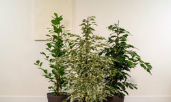 Set van 3 Ficussen in mand - Danielle, Twilight & Microcarpa