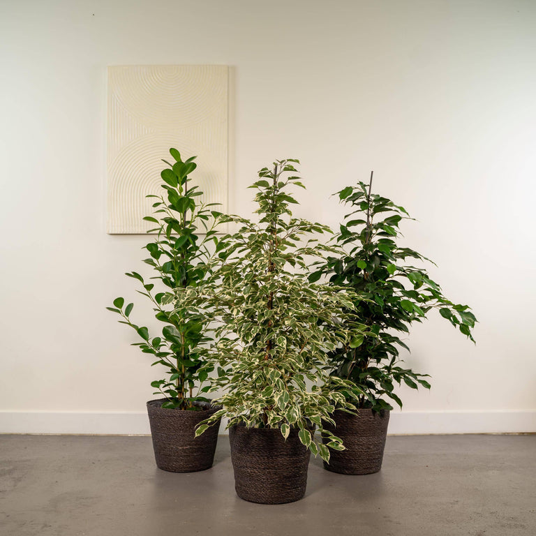 Set van 3 Ficussen in mand - Danielle, Twilight & Microcarpa
