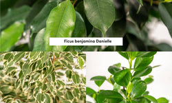 Set van 3 Ficussen in mand - Danielle, Twilight & Microcarpa