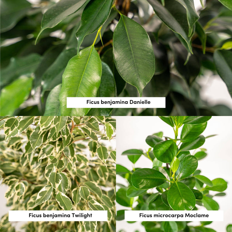 Set van 3 Ficussen in mand - Danielle, Twilight & Microcarpa