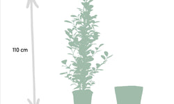 Set van 3 Ficussen in mand - Danielle, Twilight & Microcarpa