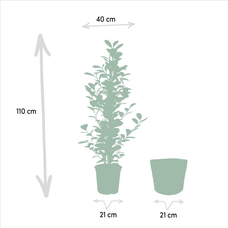 Set van 3 Ficussen in mand - Danielle, Twilight & Microcarpa