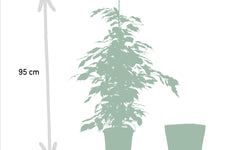 Set van 3 Ficussen in mand - Danielle, Twilight & Microcarpa
