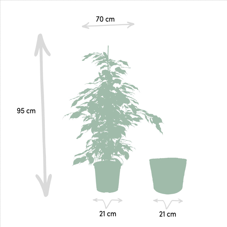 Set van 3 Ficussen in mand - Danielle, Twilight & Microcarpa