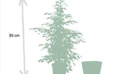 Set van 3 Ficussen in mand - Danielle, Twilight & Microcarpa