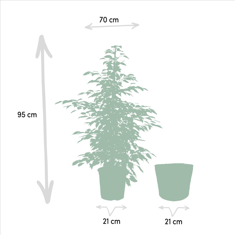 Set van 3 Ficussen in mand - Danielle, Twilight & Microcarpa
