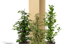 Set van 3 Ficussen in mand - Danielle, Twilight & Microcarpa