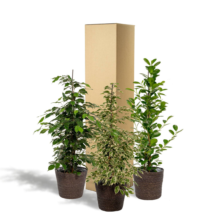 Set van 3 Ficussen in mand - Danielle, Twilight & Microcarpa