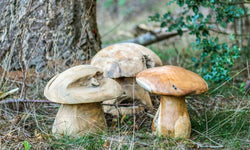 Decoratieve Paddenstoel