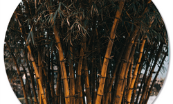 Wanddecoratie cirkel Bamboo outdoor