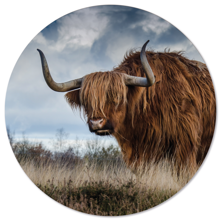 Wanddecoratie cirkel Buffel