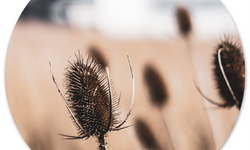 Wanddecoratie cirkel Dried Naturel