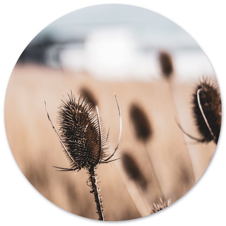 Wanddecoratie cirkel Dried Naturel