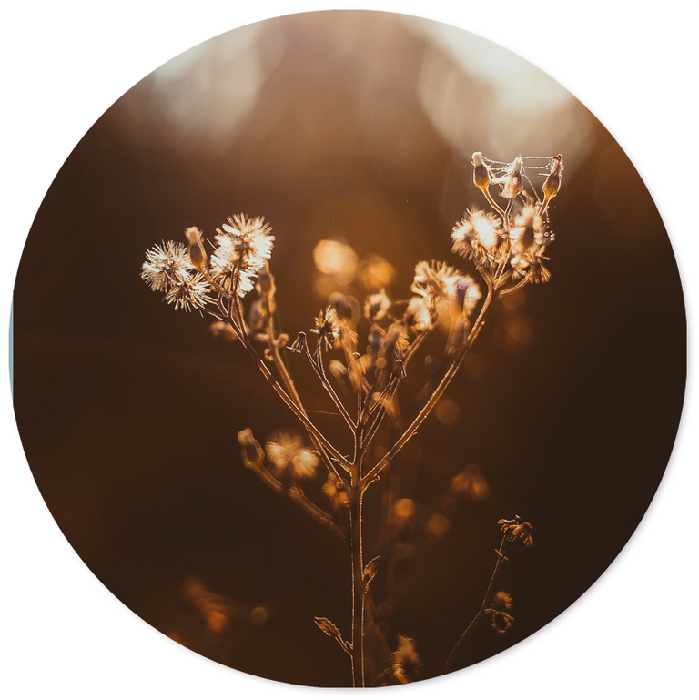 Wanddecoratie cirkel Dried Sun