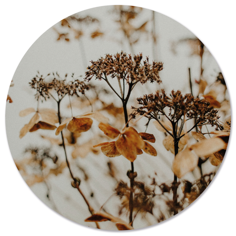 Wanddecoratie cirkel Droogbloem