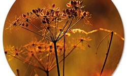 Wanddecoratie cirkel Droogbloem outdoor