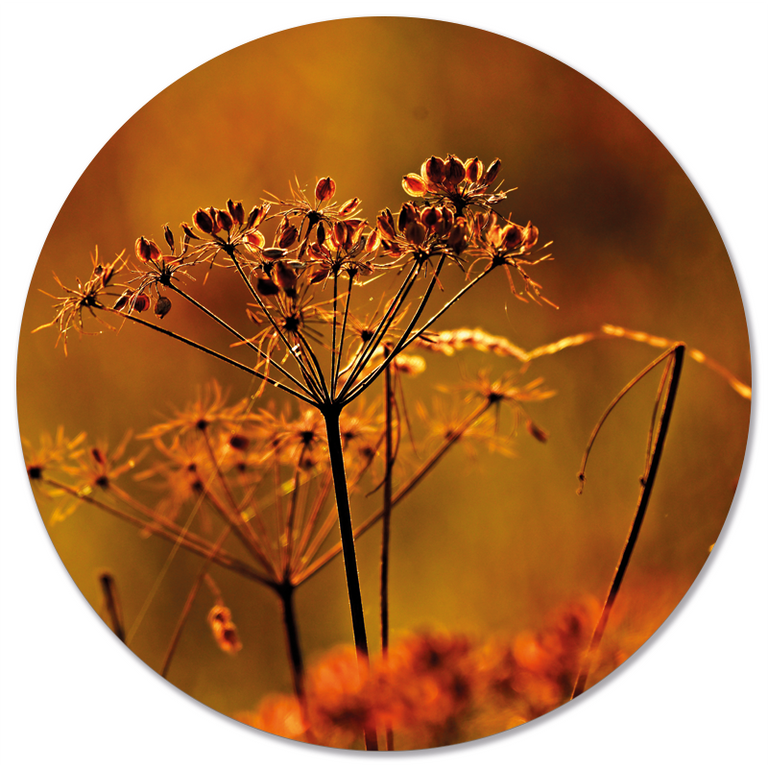 Wanddecoratie cirkel Droogbloem outdoor