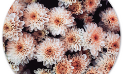 Wanddecoratie cirkel Flower Bomb outdoor