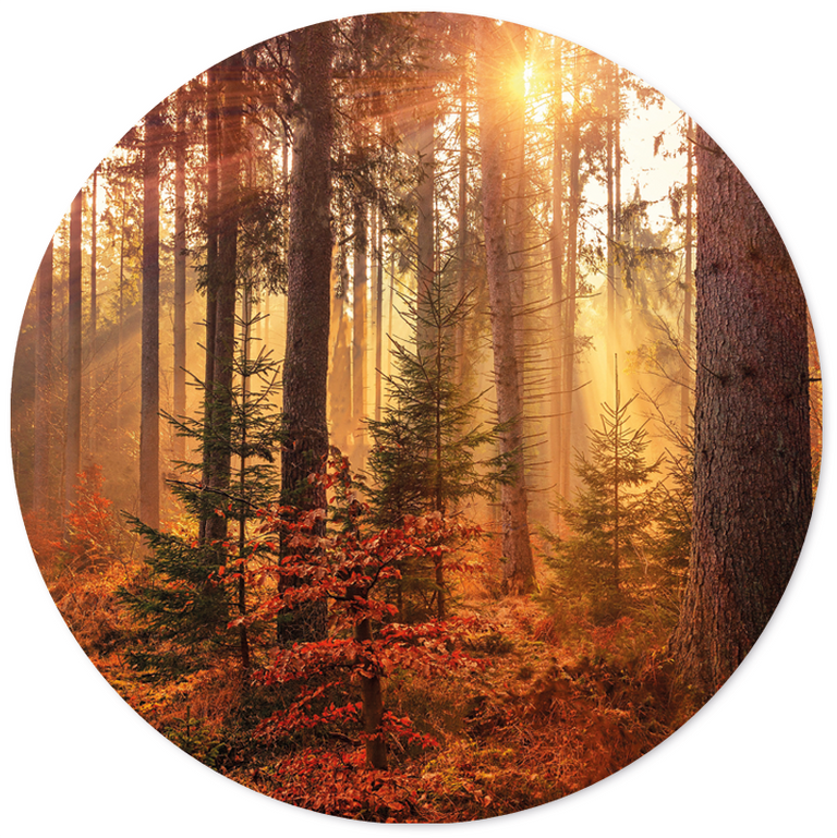 Wanddecoratie cirkel Forest