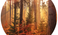 Wanddecoratie cirkel Forest outdoor