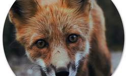 Wanddecoratie cirkel Fox