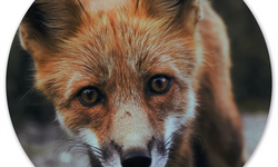 Wanddecoratie cirkel Fox outdoor