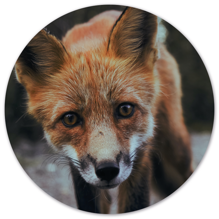 Wanddecoratie cirkel Fox outdoor
