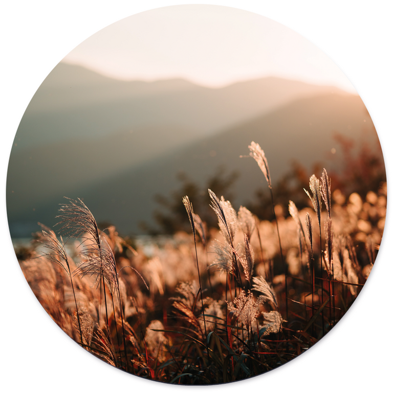 Wanddecoratie cirkel Golden Grass outdoor