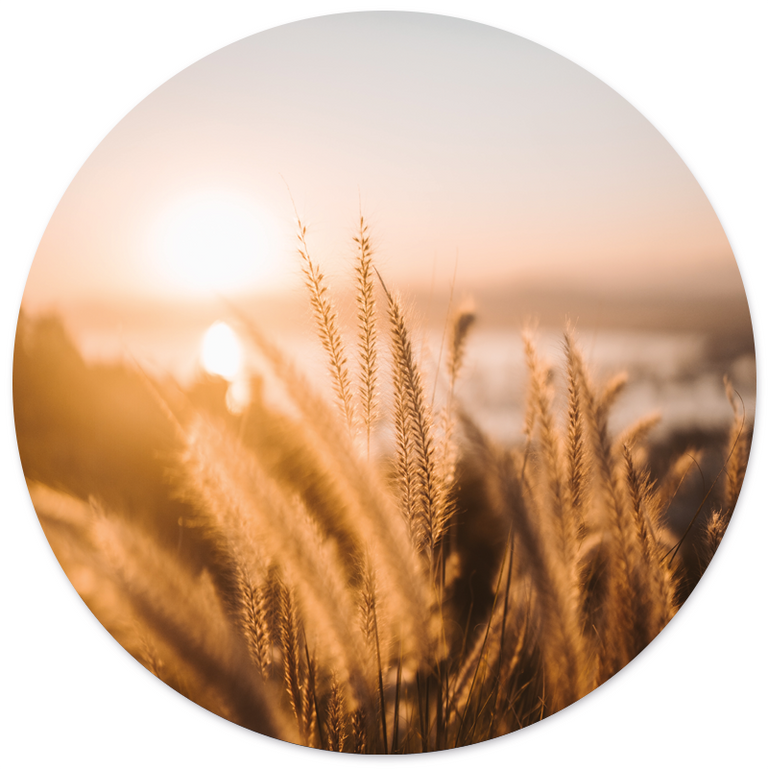 Wanddecoratie cirkel Grain Beach