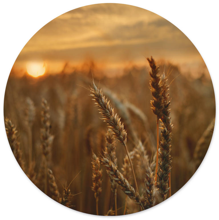 Wanddecoratie cirkel Grain outdoor