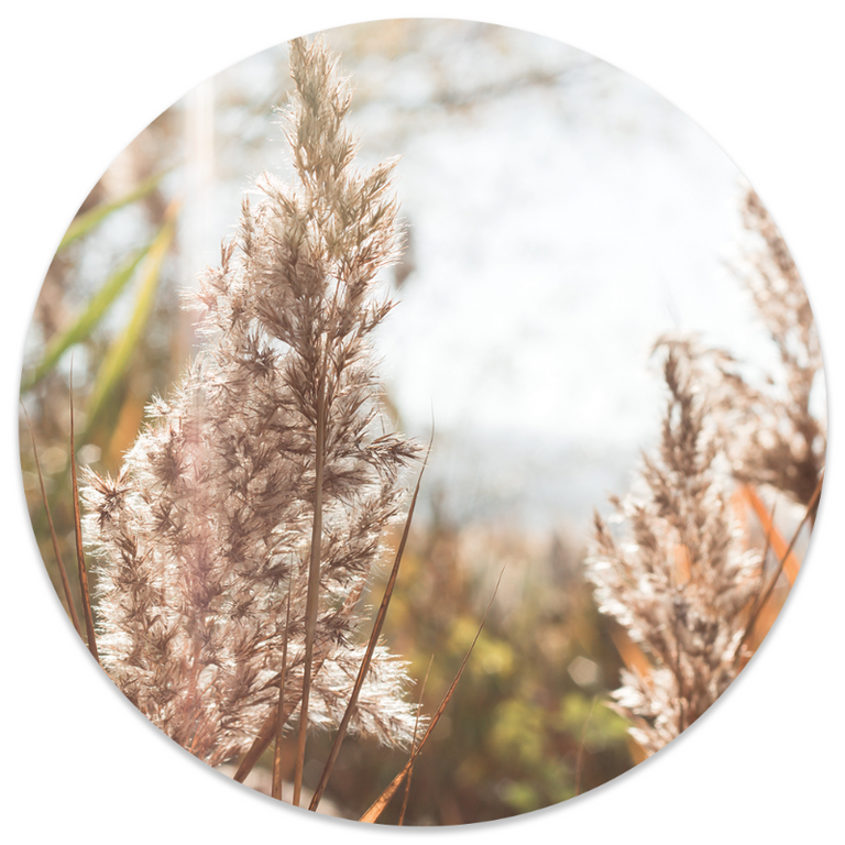 Wanddecoratie cirkel Grass