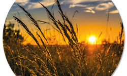 Wanddecoratie cirkel Grass Sun