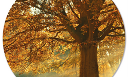 Wanddecoratie cirkel Herfstboom outdoor