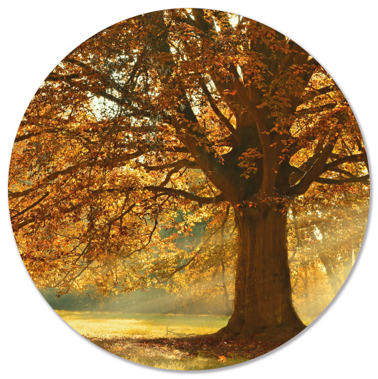 Wanddecoratie cirkel Herfstboom outdoor
