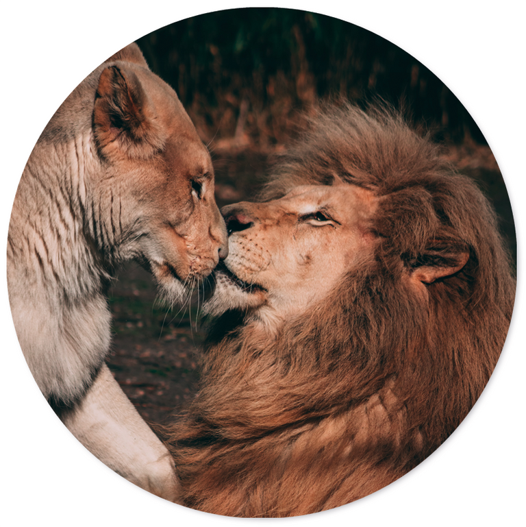 Wanddecoratie cirkel Lion Couple