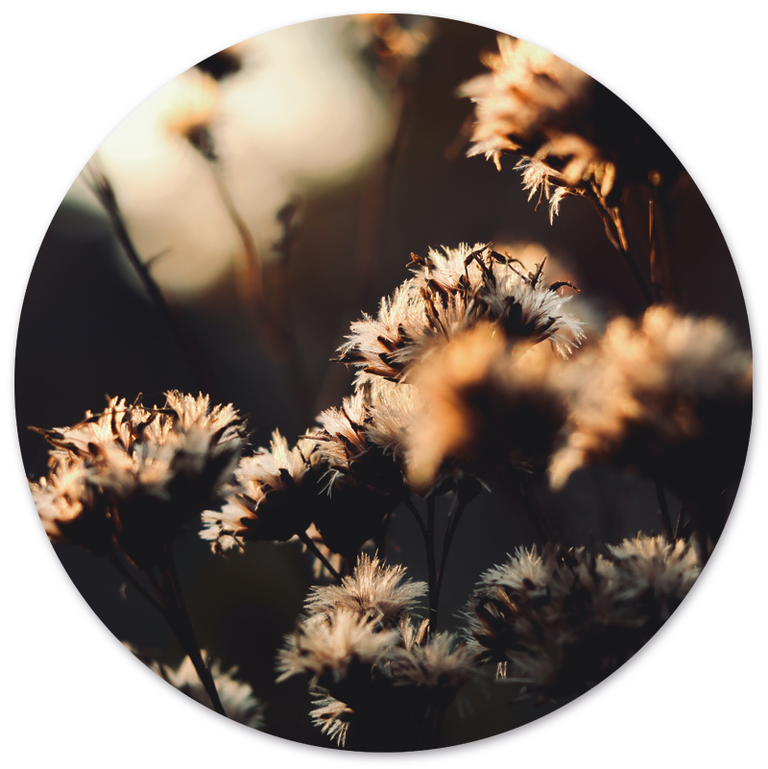 Wanddecoratie cirkel Mystic Flower