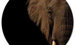 Wanddecoratie cirkel Olifant Hoofd outdoor