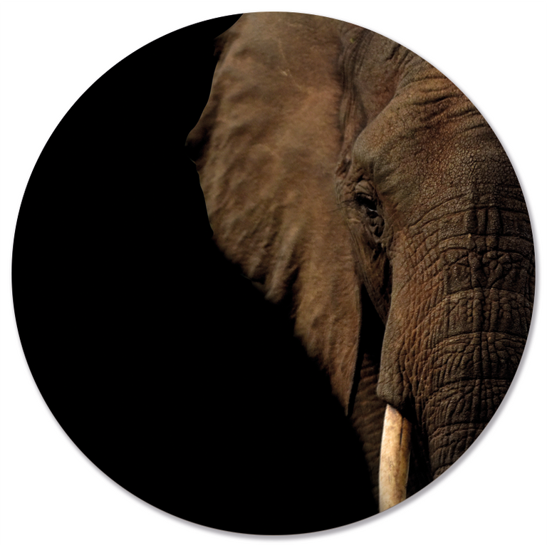 Wanddecoratie cirkel Olifant Hoofd outdoor