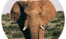 Wanddecoratie cirkel Olifant